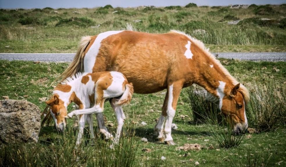 Dartmoor ponies give helping hand at RSPB headquarters Your Pet's Daily